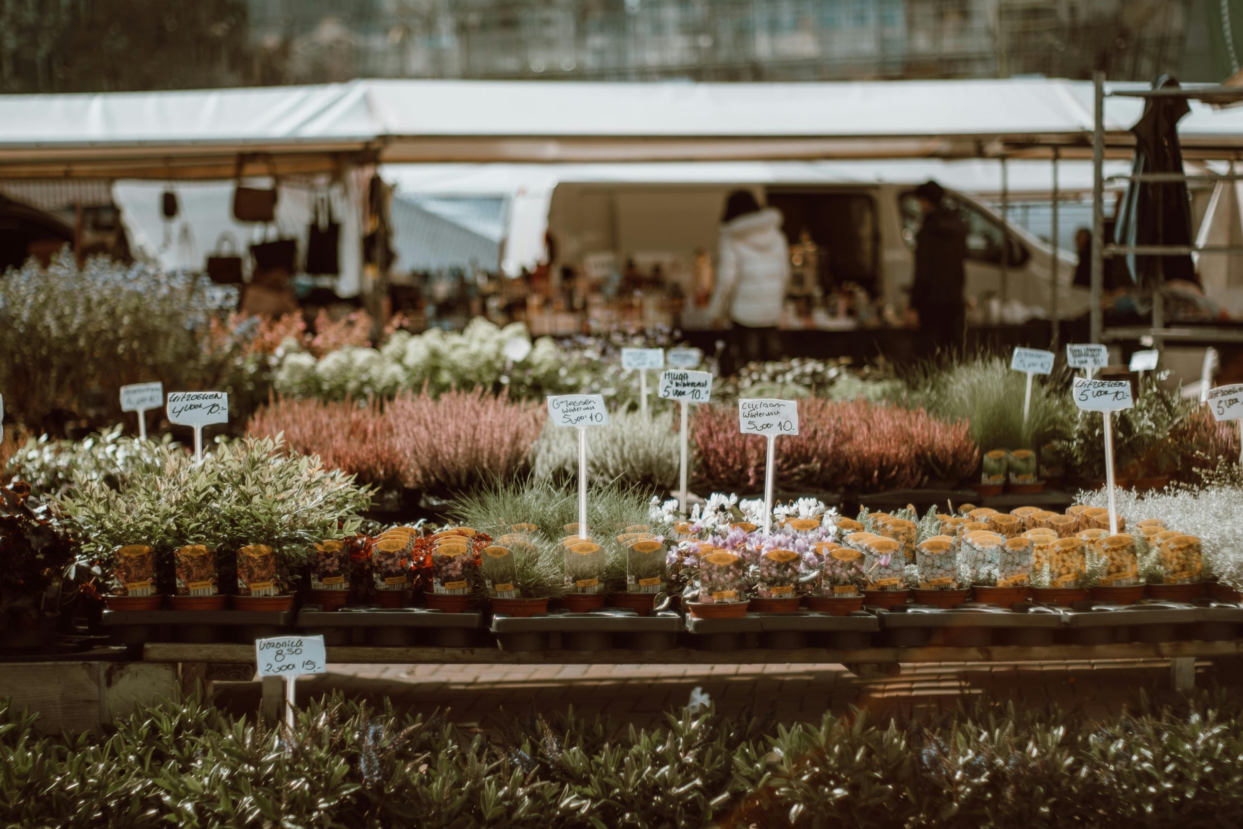 Fleurs fraiches au marché de Versailles