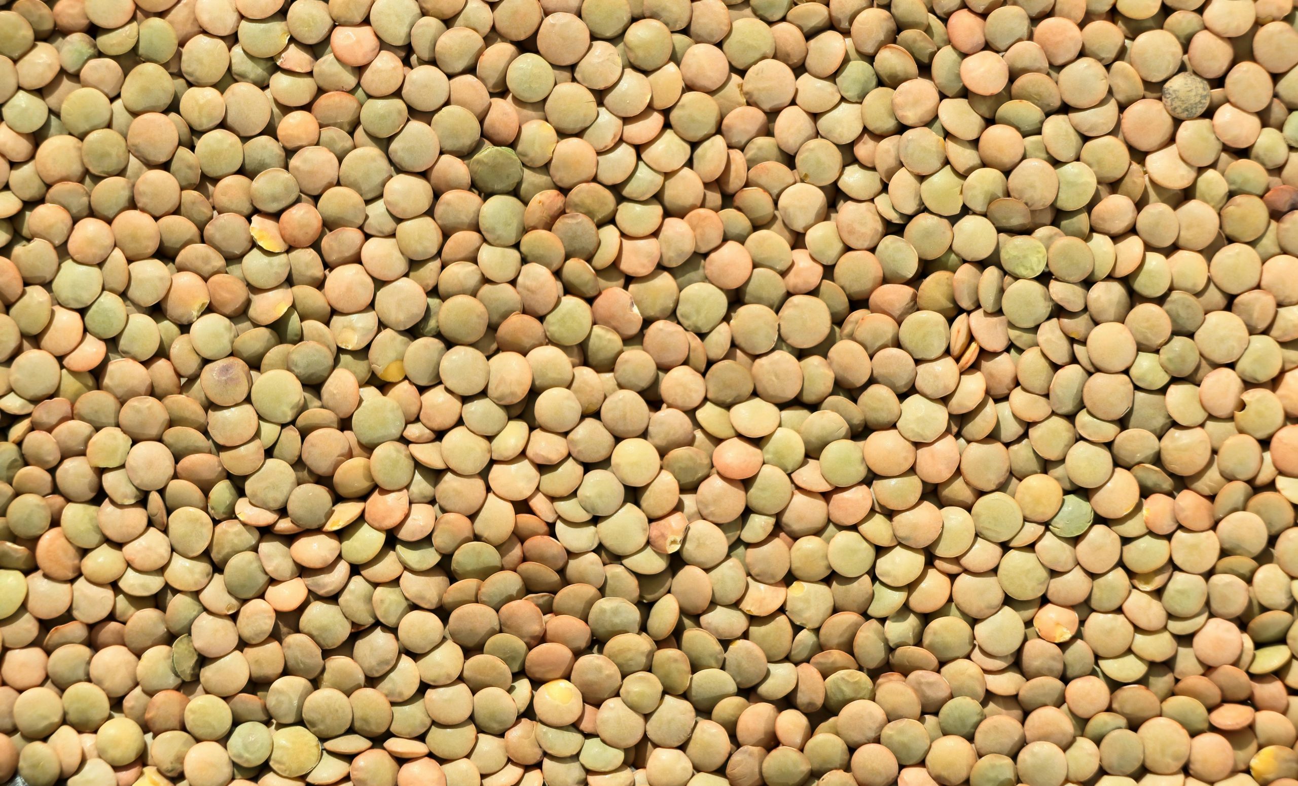 Lentilles mythe et vérité