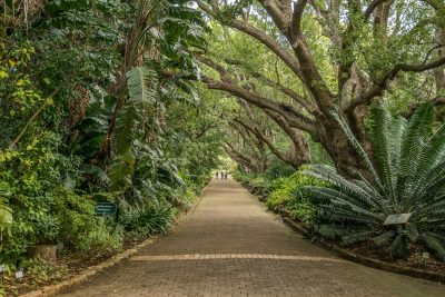 A tranquil walkway surrounded by vibrant tropical foliage in a peaceful garden setting. Un couloir tranquille entouré d'une végétation tropicale vibrante dans un cadre de jardin paisible.