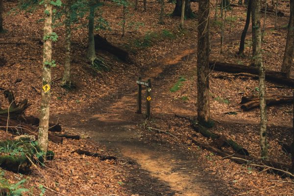Que peut-on vraiment faire à la forêt de Sénart ?