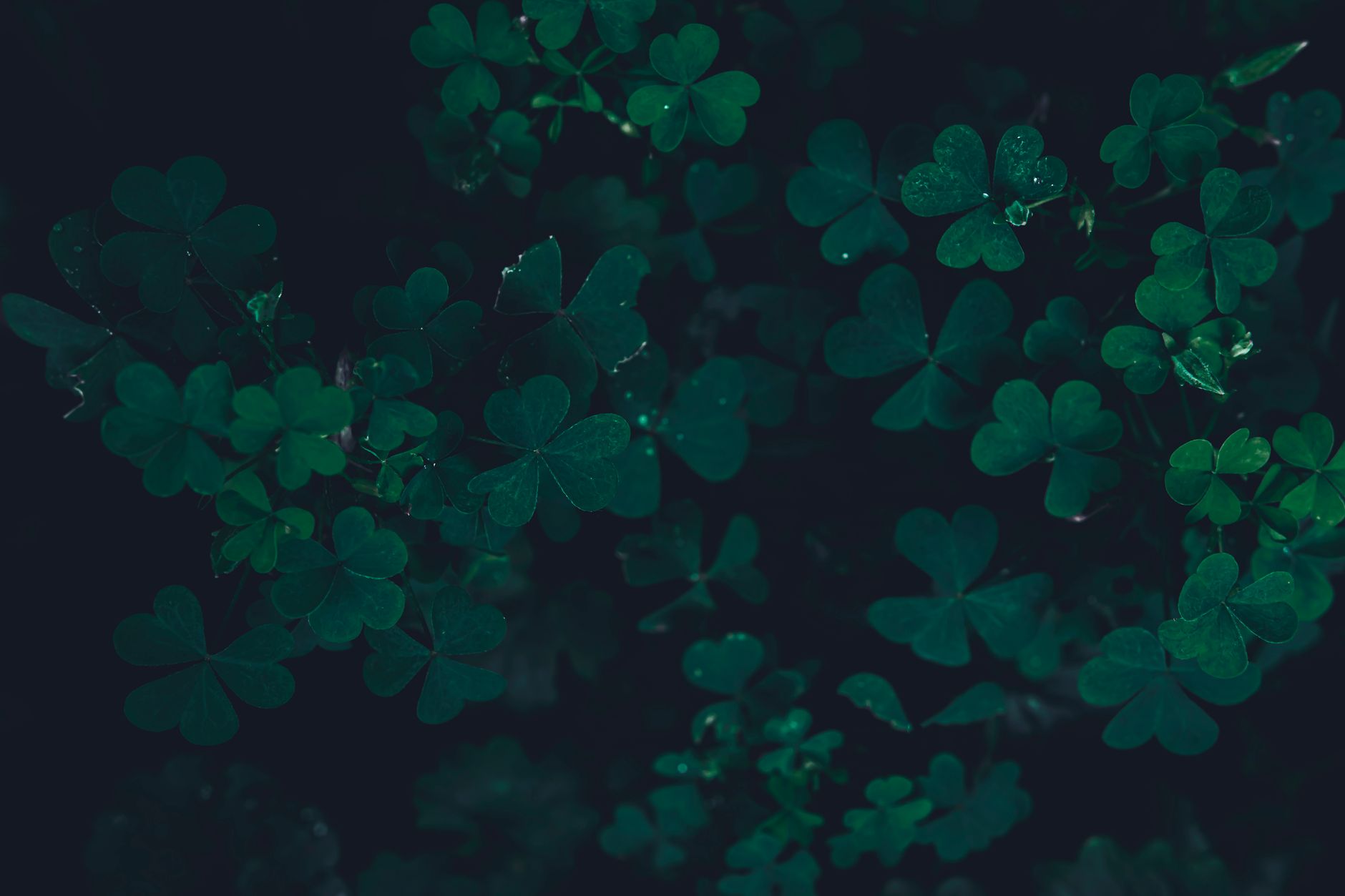 Feuilles de trèfle sombres sur fond naturel